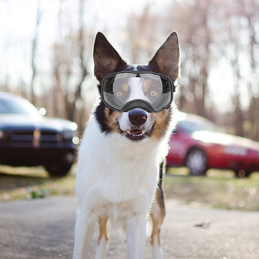 Dog Snow Goggles