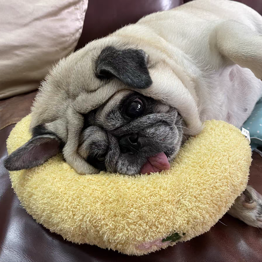 Puppy Lovely Cozy Pillow