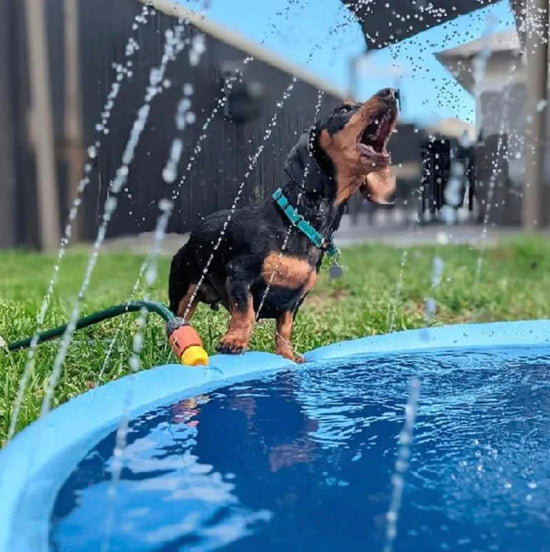 Dog Water Splash Pad