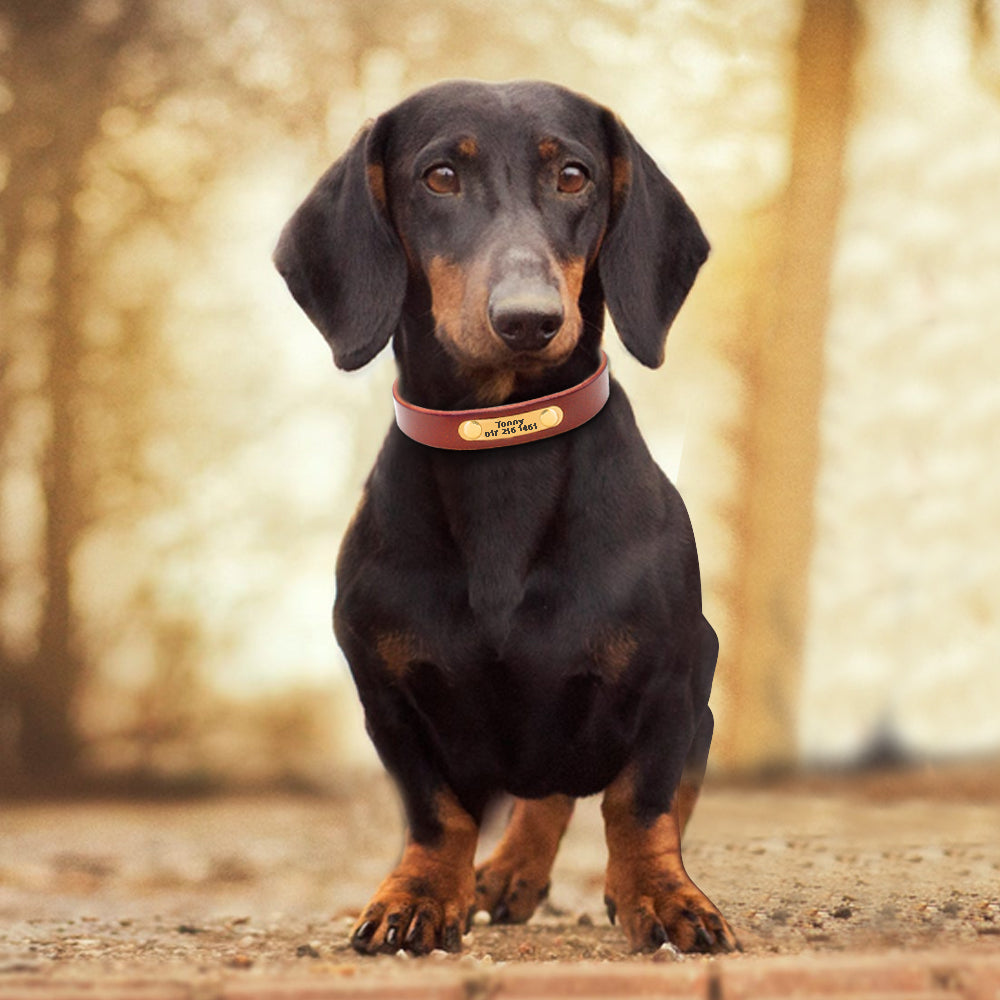 Custom Pet Collar