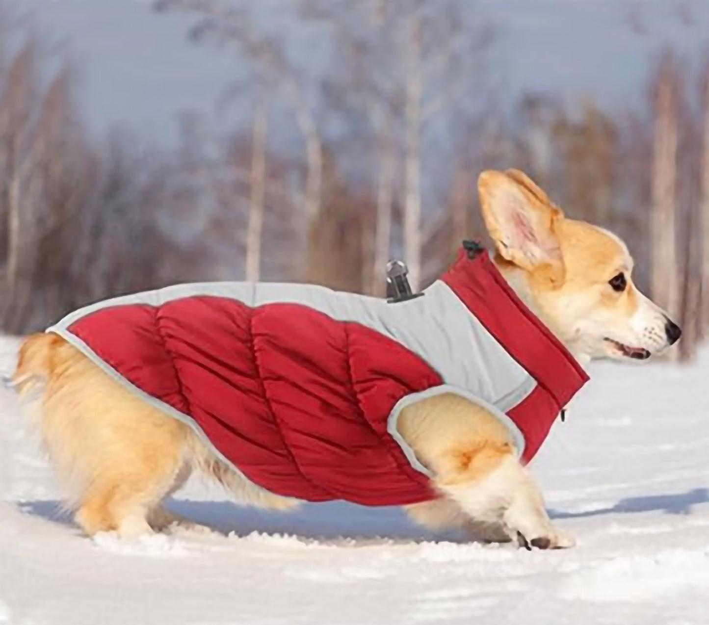 Winter Jacket for Corgi