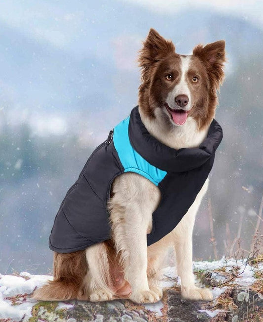 Border Collie Winter Dog Jackets