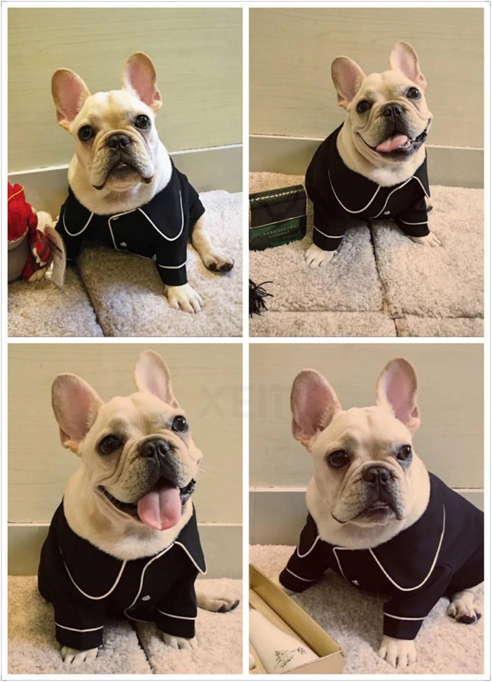 Frenchie Cozy Fashion Outfit