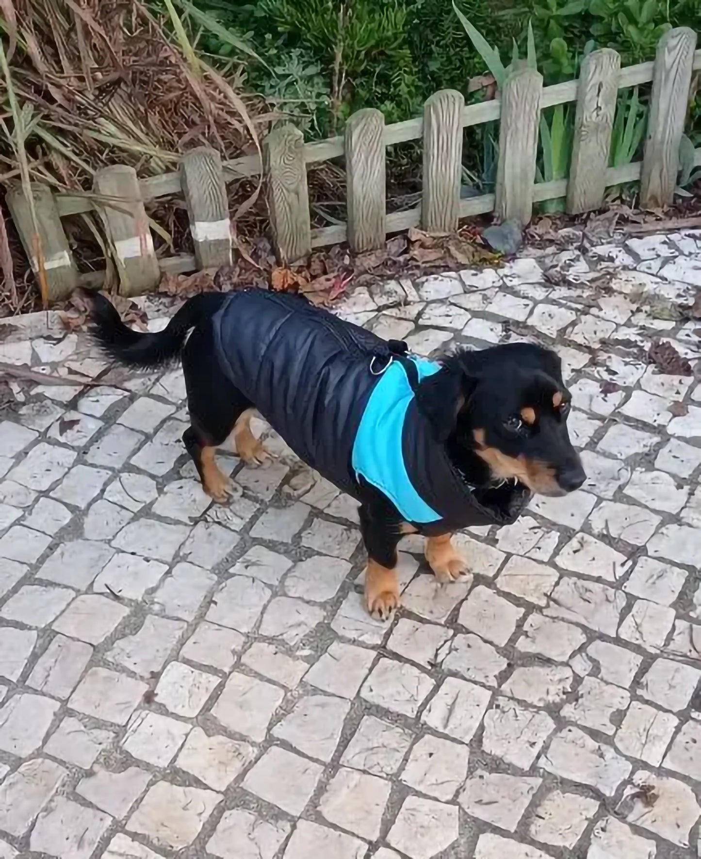 Dog Jackets For Dachshund