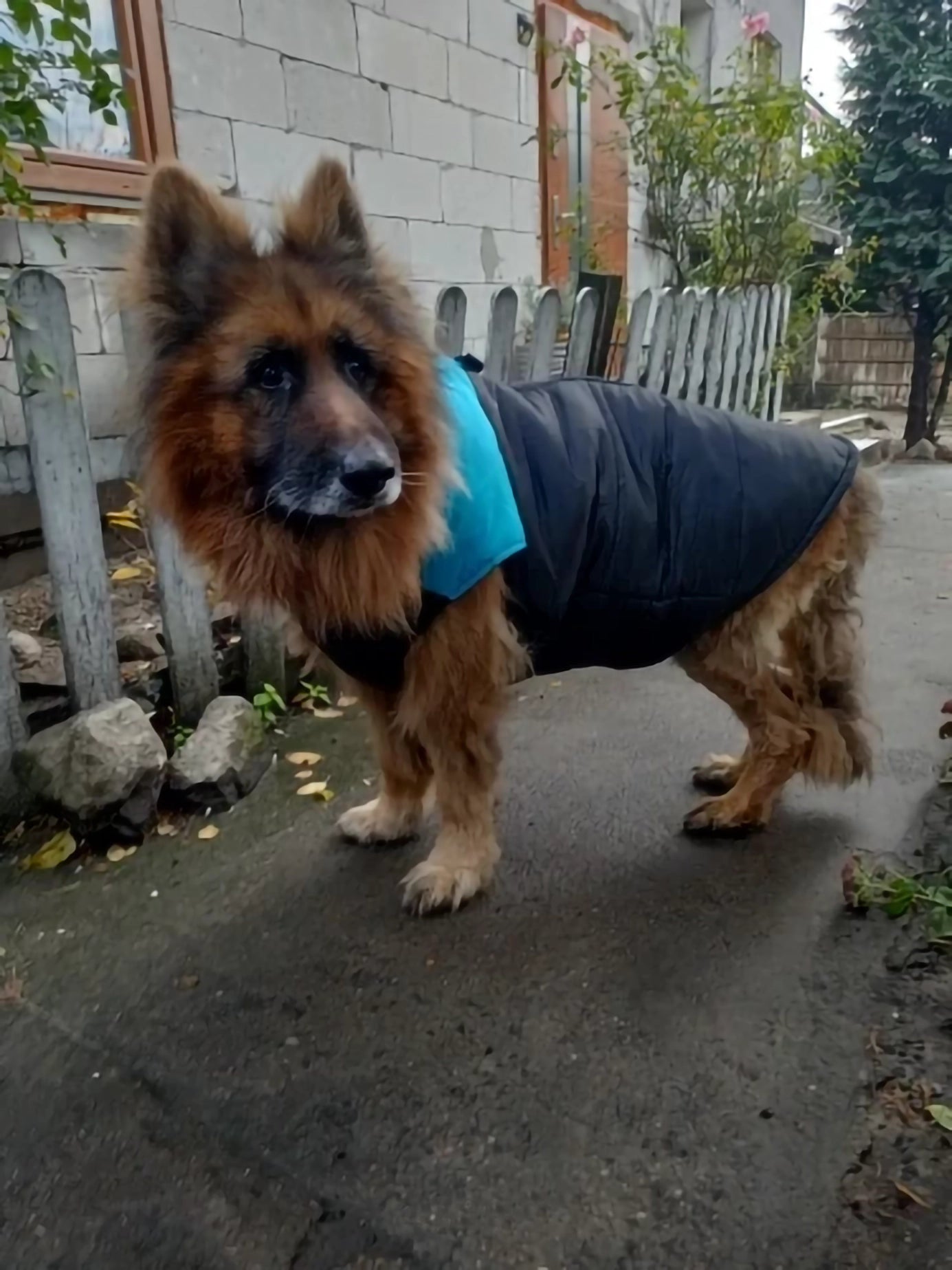 Dog Jackets For German Shepherd