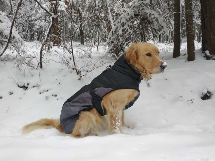 Golden Retriever Sweater for Winter