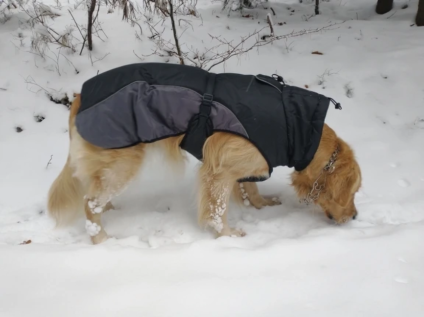 Golden Retriever Sweater for Winter