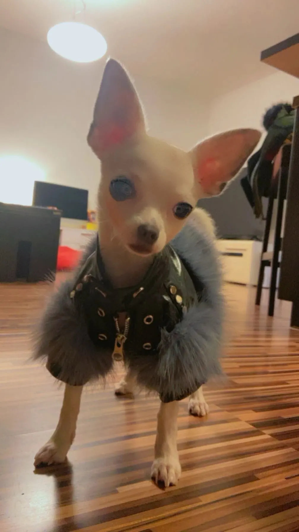 Luxury Chihuahua Winter Jacket