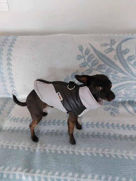 Chihuahua Warm Winter Jacket