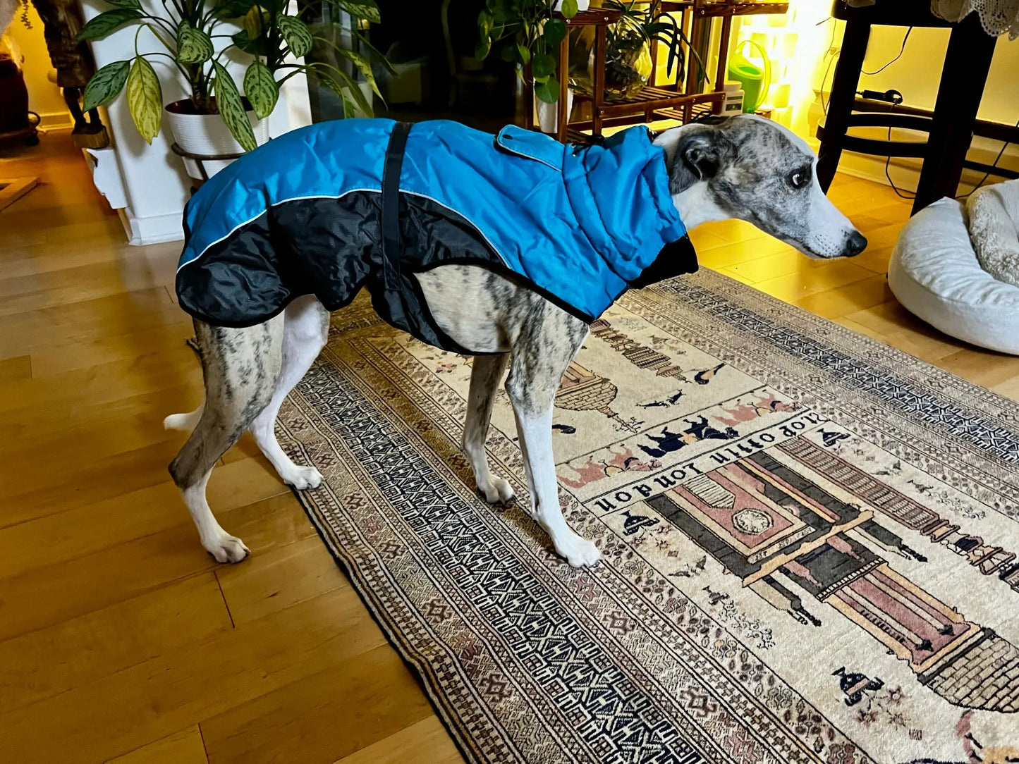 Winter Coat For Whippet