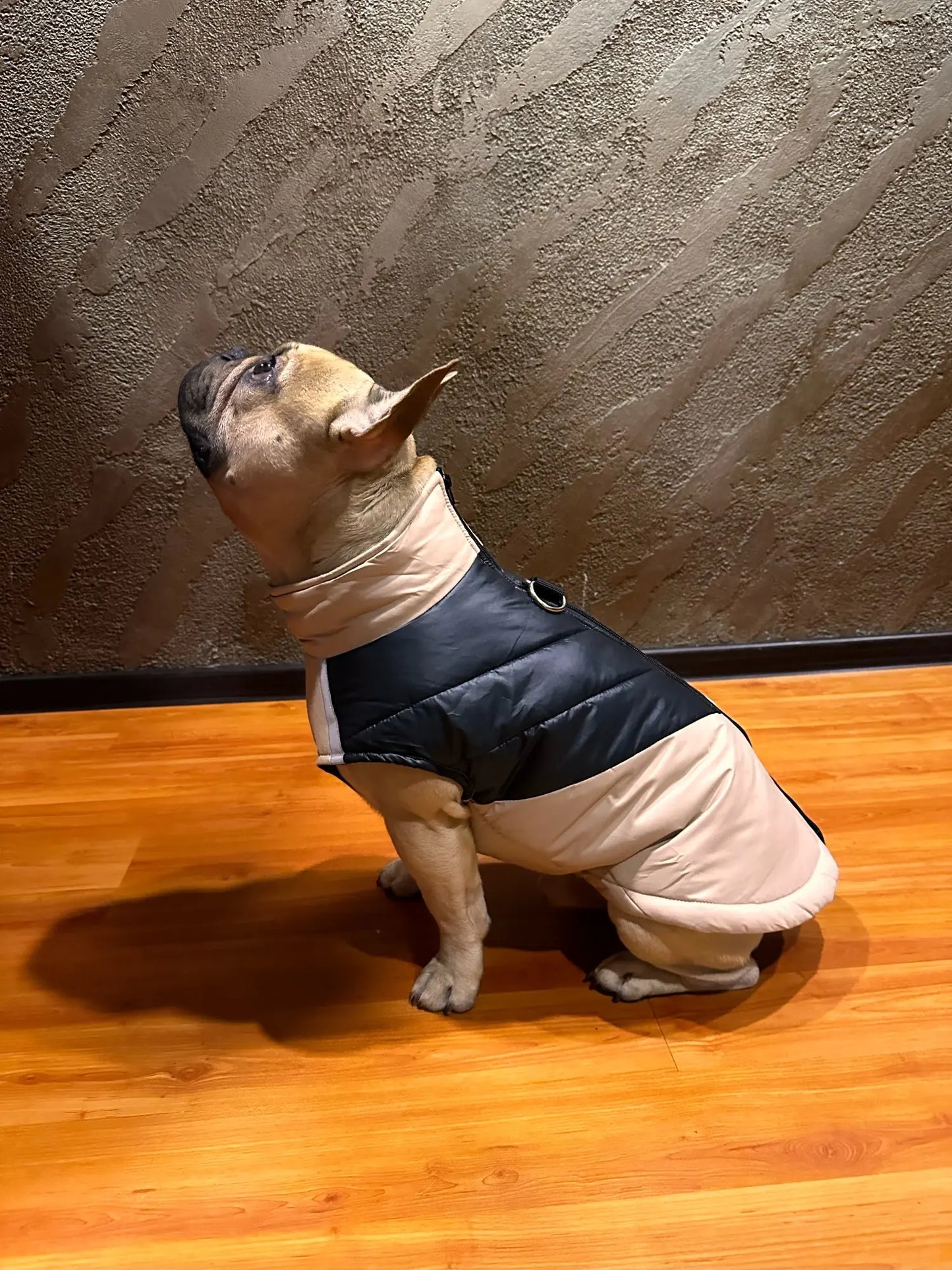 Frenchie Warm Winter Jacket