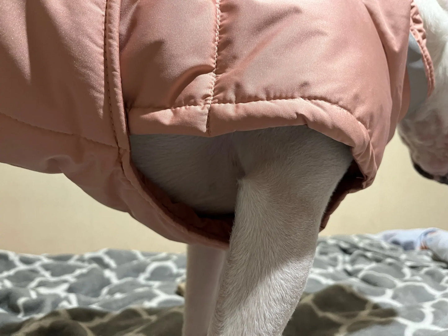 Bull Terrier Adjustable Winter Jacket