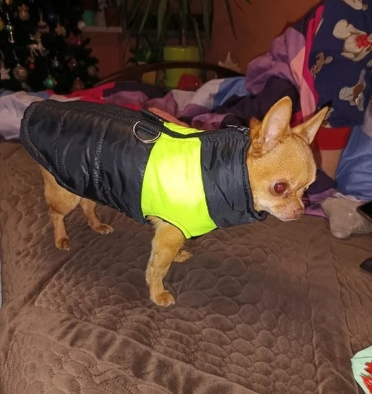 Chihuahua Winter Dog Jackets