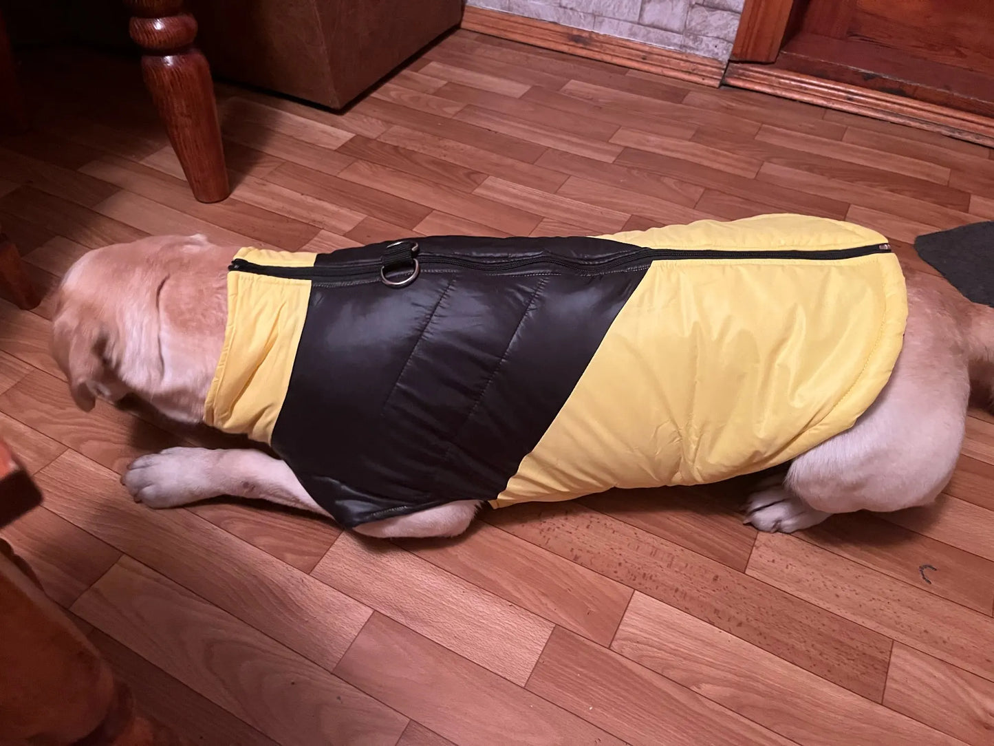 Labrador Warm Winter Jacket