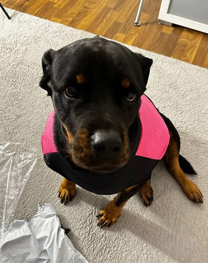 Rottweiler Jackets For Winter