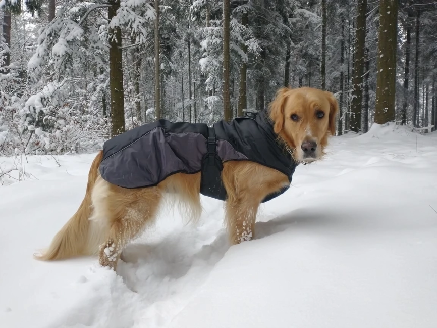 Golden Retriever Sweater for Winter