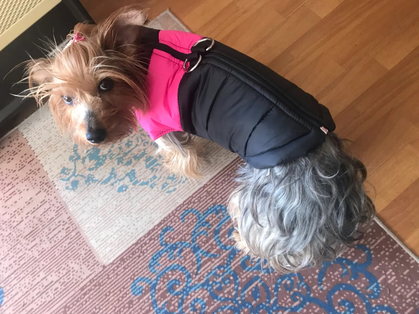 Yorkie Jackets For Winter