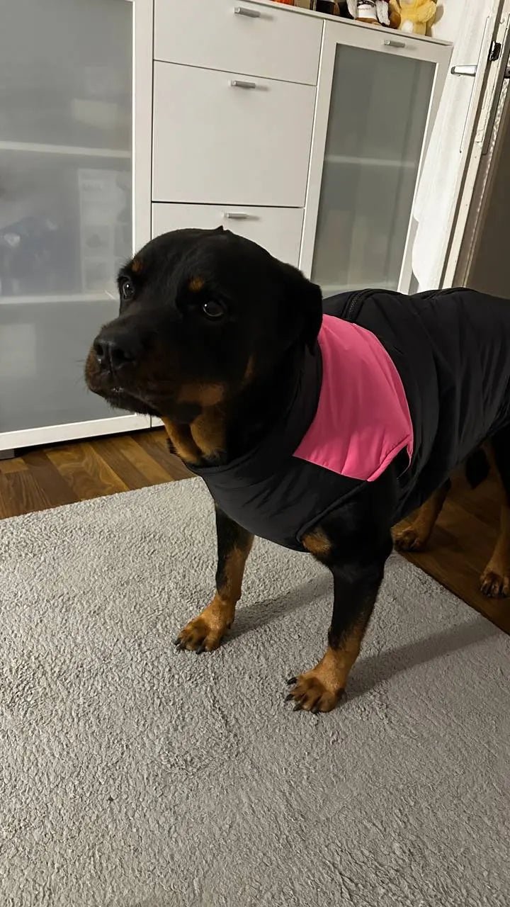 Rottweiler Jackets For Winter