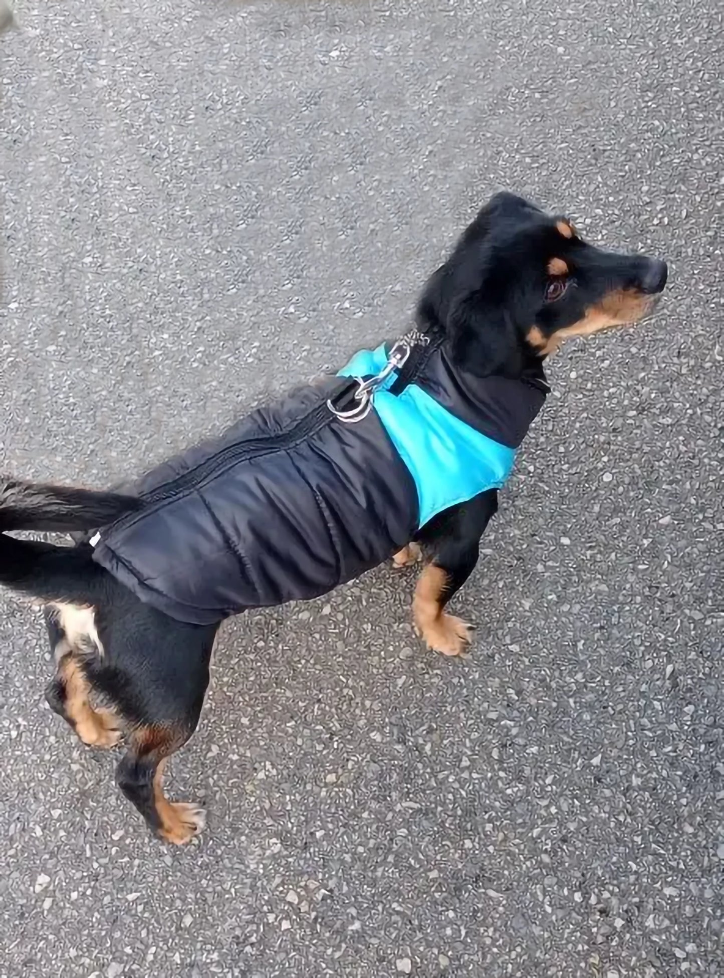 Dog Jackets For Dachshund