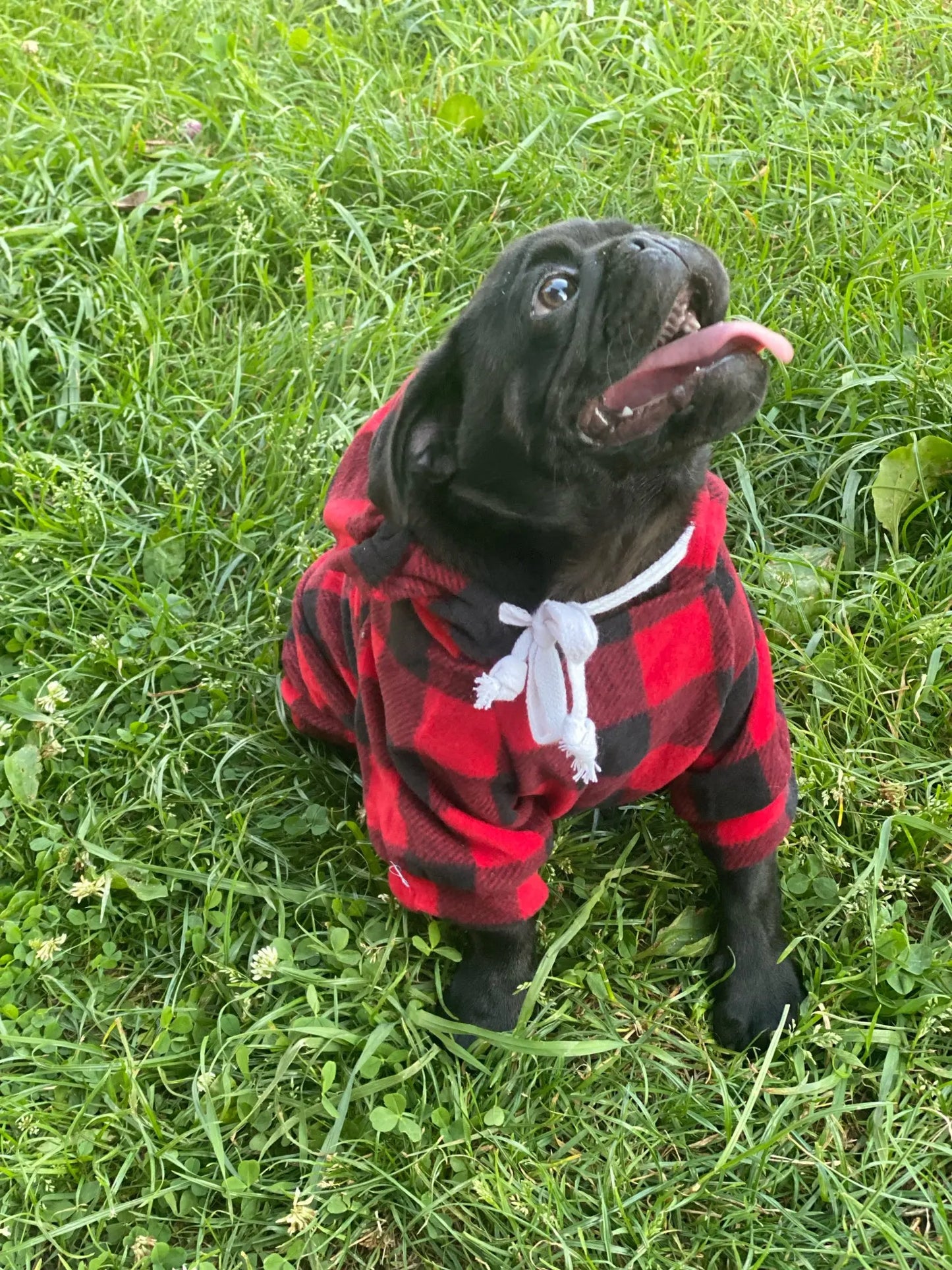 Pug Plaid Print Winter Hoodies