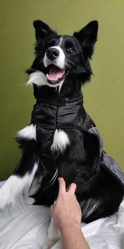 Border Collie Sweater for Winter