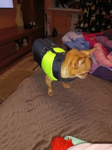 Chihuahua Winter Dog Jackets