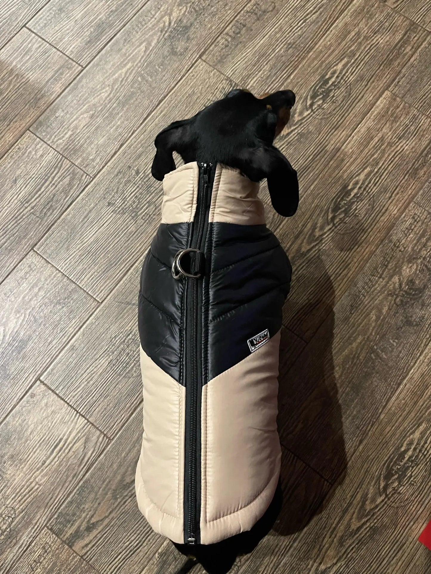 Dachshund Warm Winter Jacket