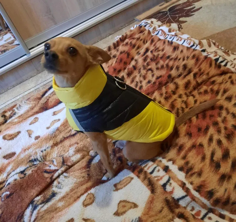 Chihuahua Warm Winter Jacket