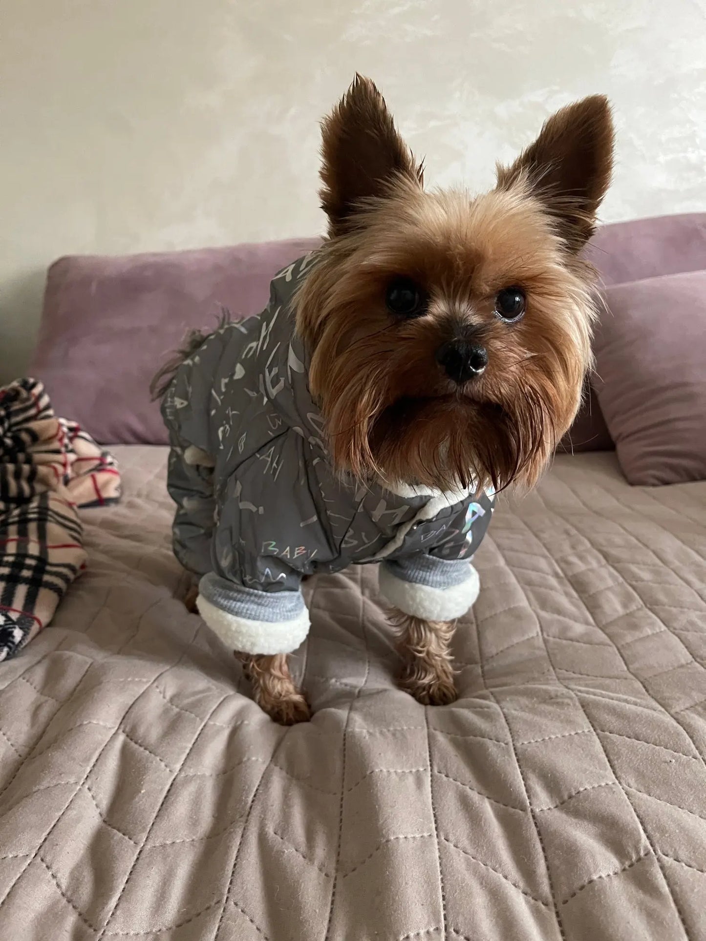 Reflective Yorkie Winter Jumpsuits