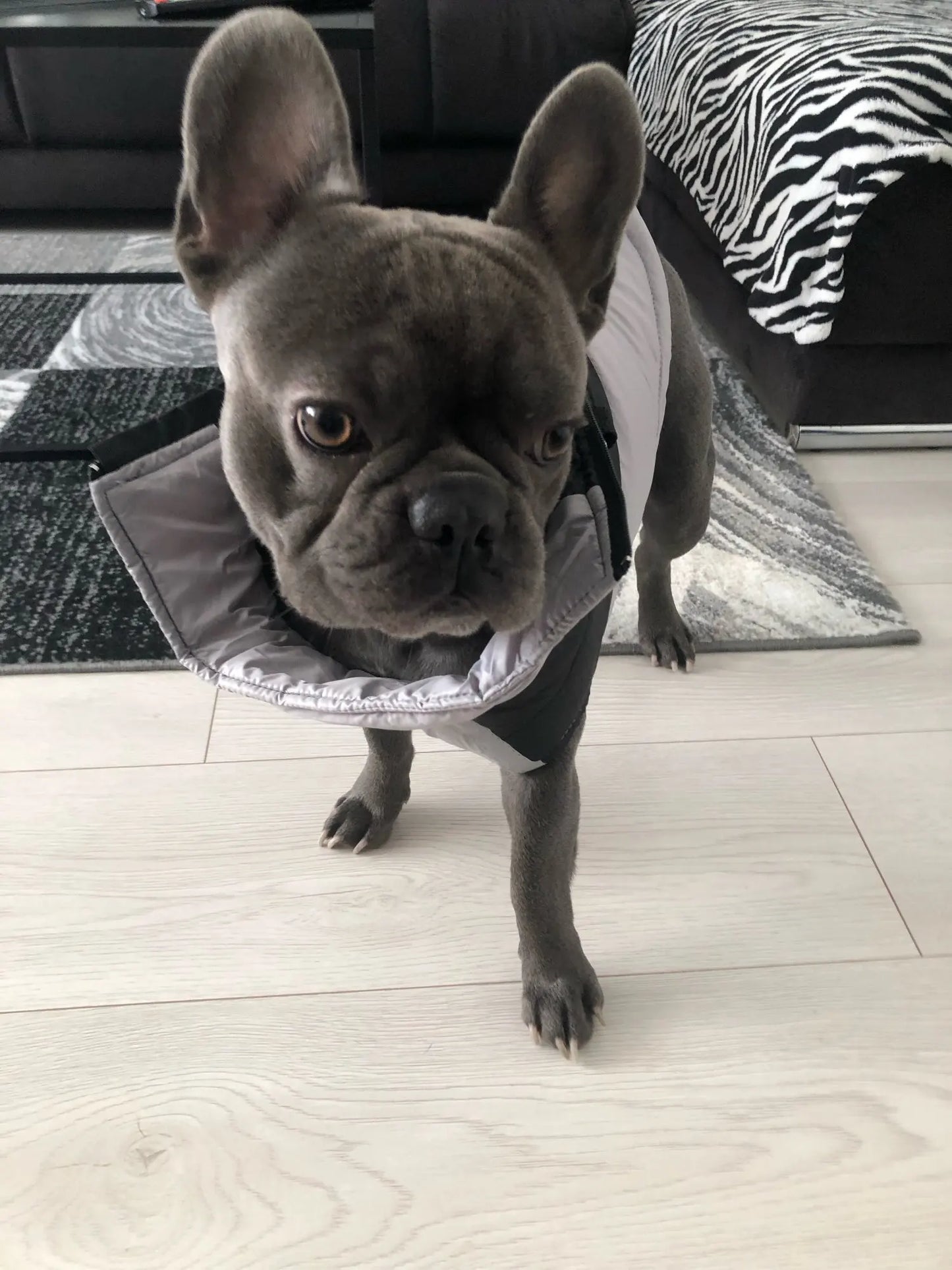 Frenchie Waterproof Winter Jacket