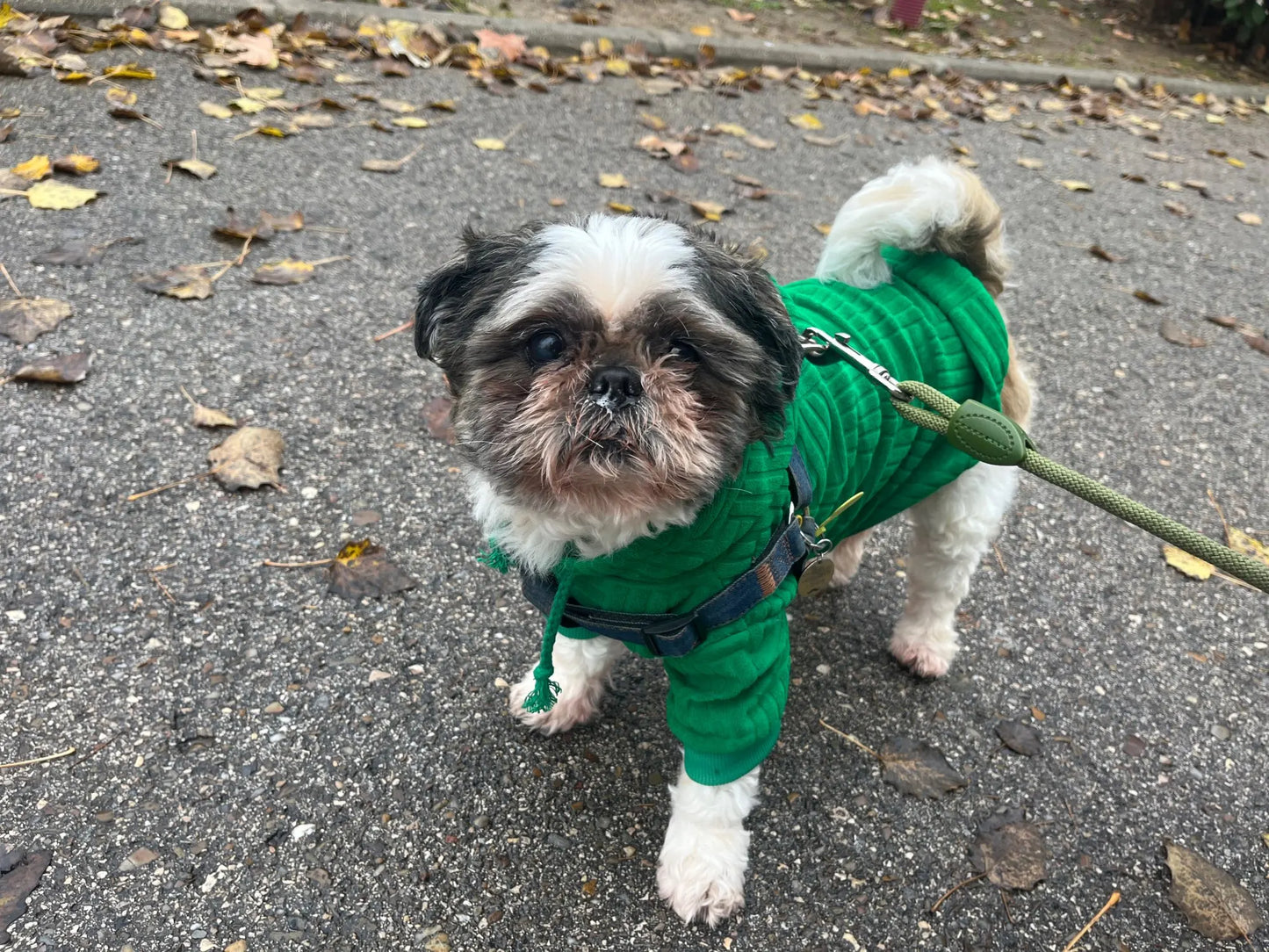 Shih Tzu Winter Fashion Hoodie