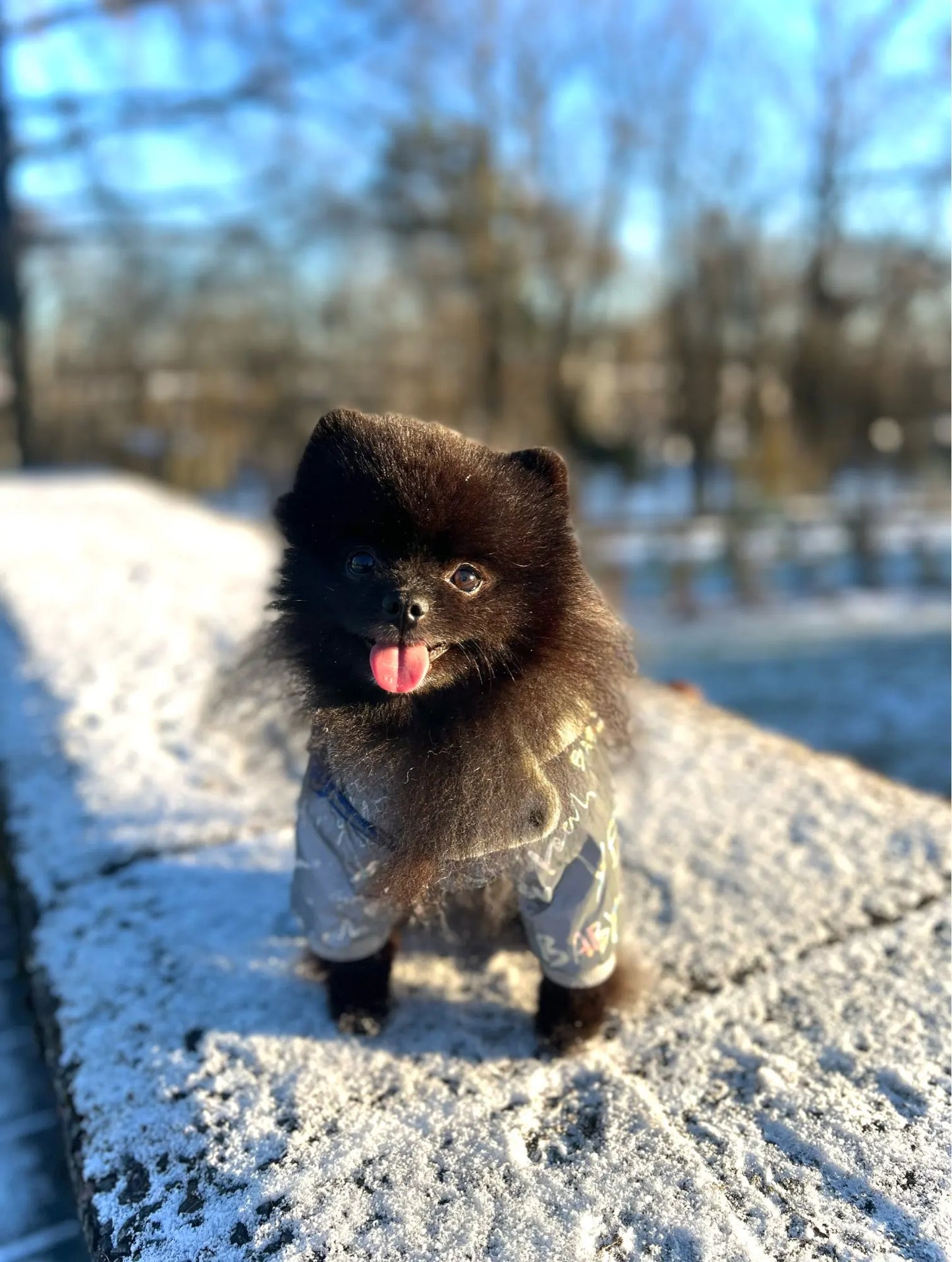 Reflective Pomeranian Winter Jumpsuits