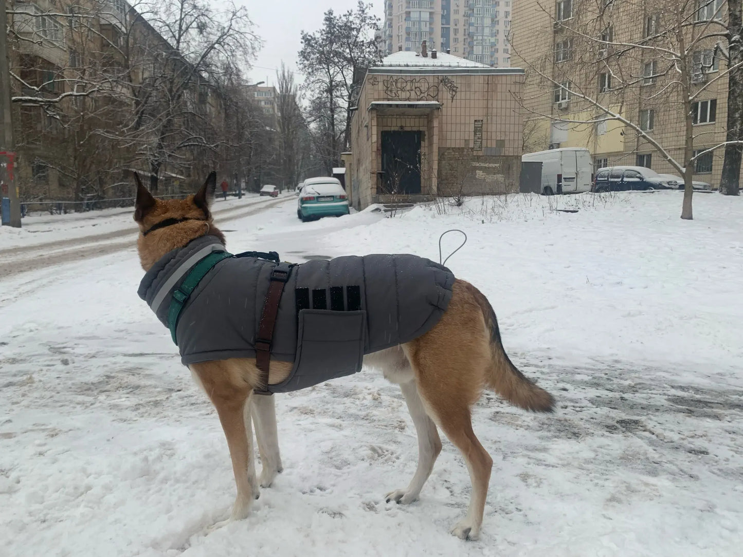 Malinois Adjustable Winter Jacket