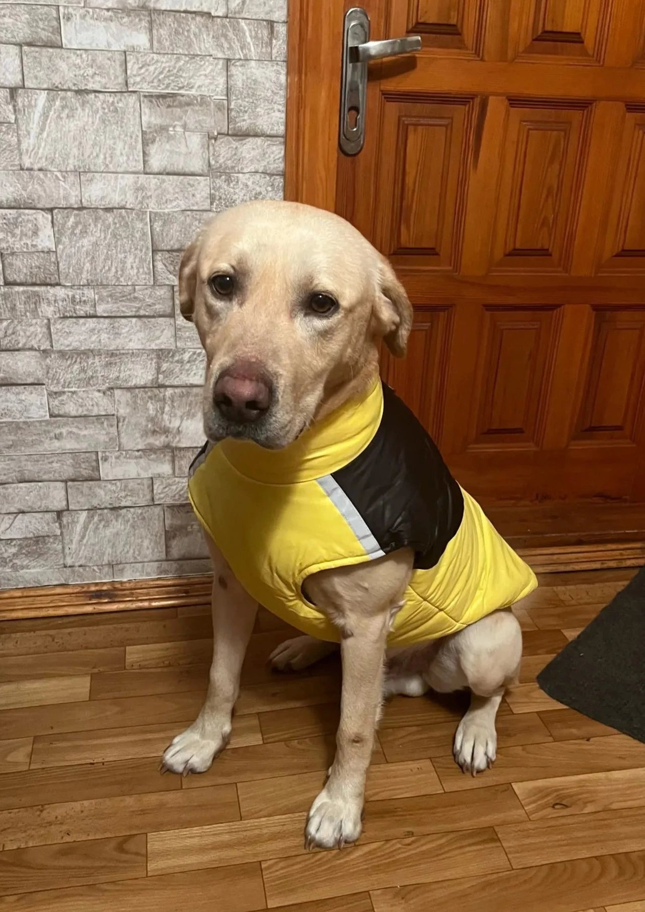 Labrador Warm Winter Jacket