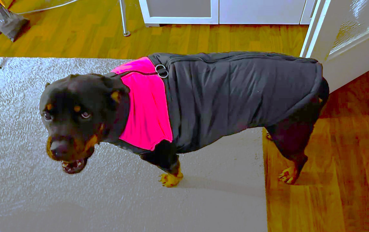 Rottweiler Jackets For Winter