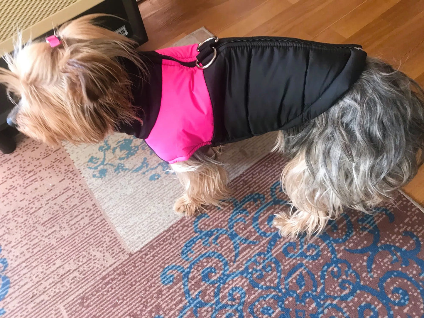 Yorkie Jackets For Winter