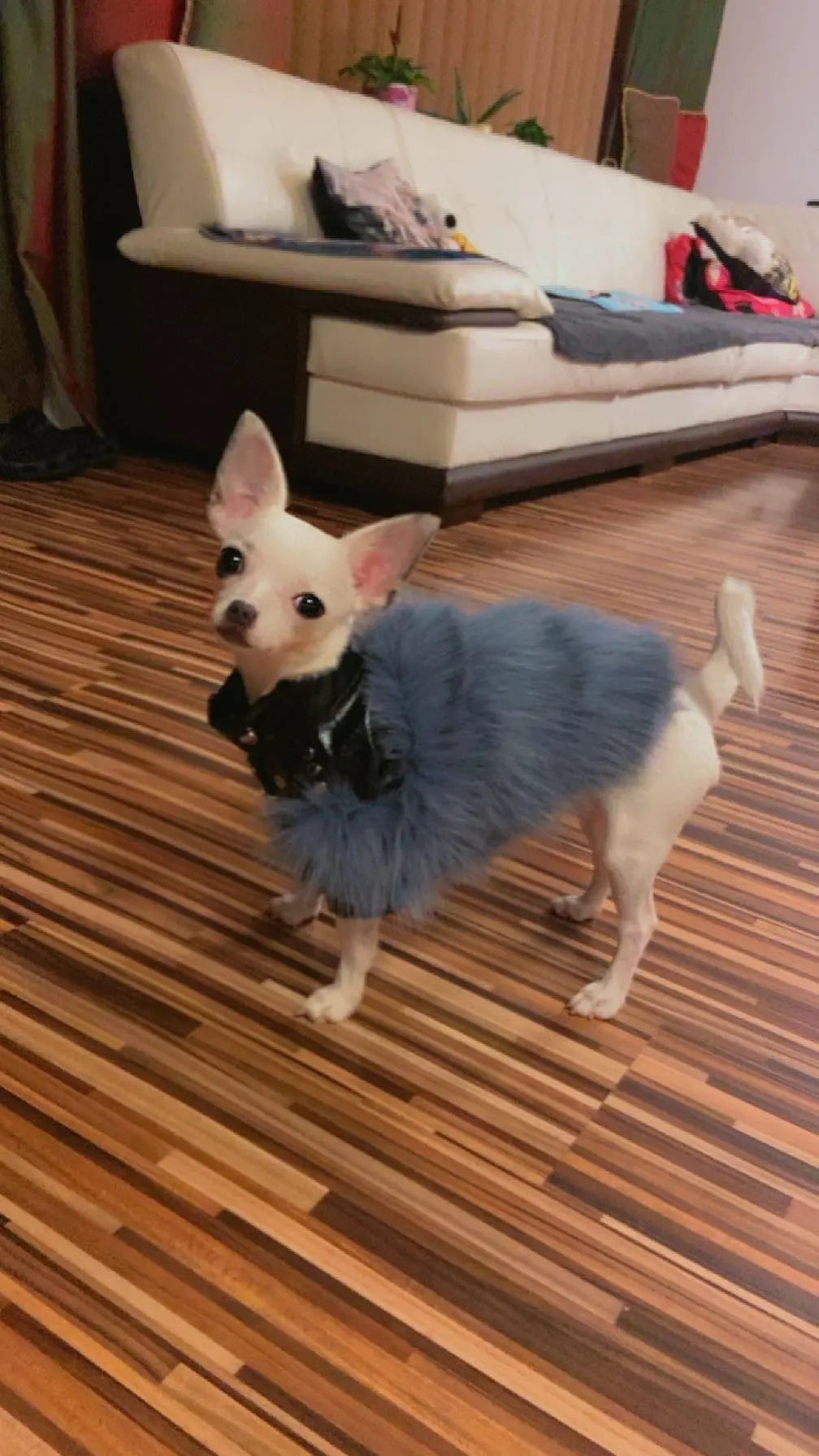 Luxury Chihuahua Winter Jacket