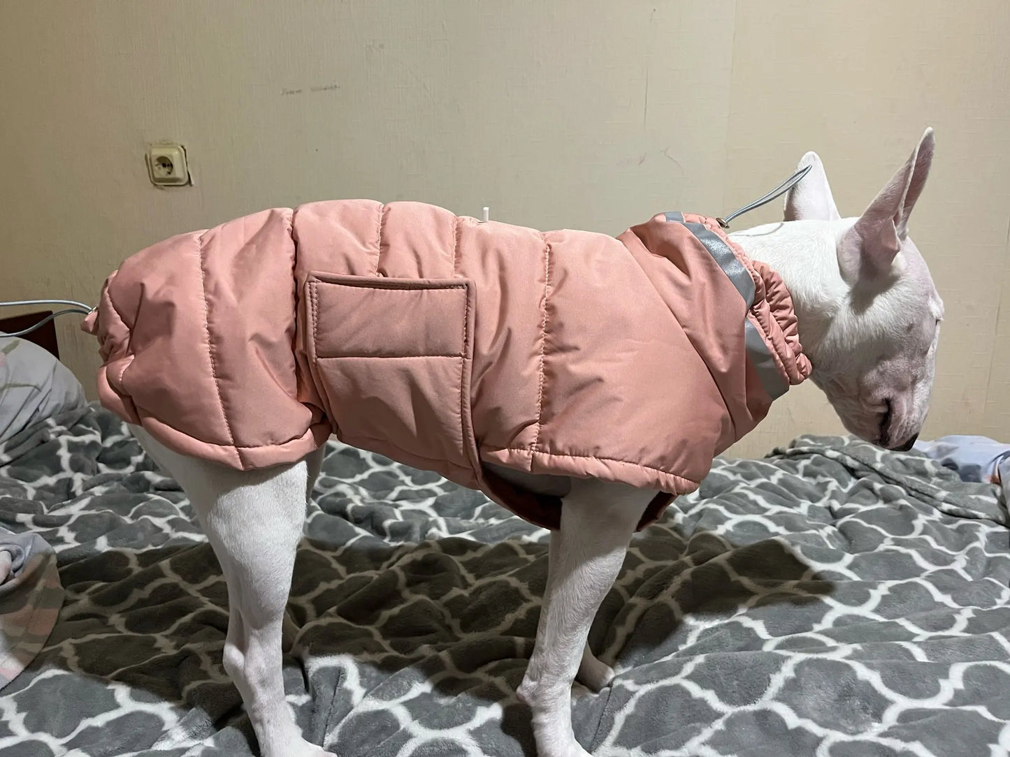 Bull Terrier Adjustable Winter Jacket