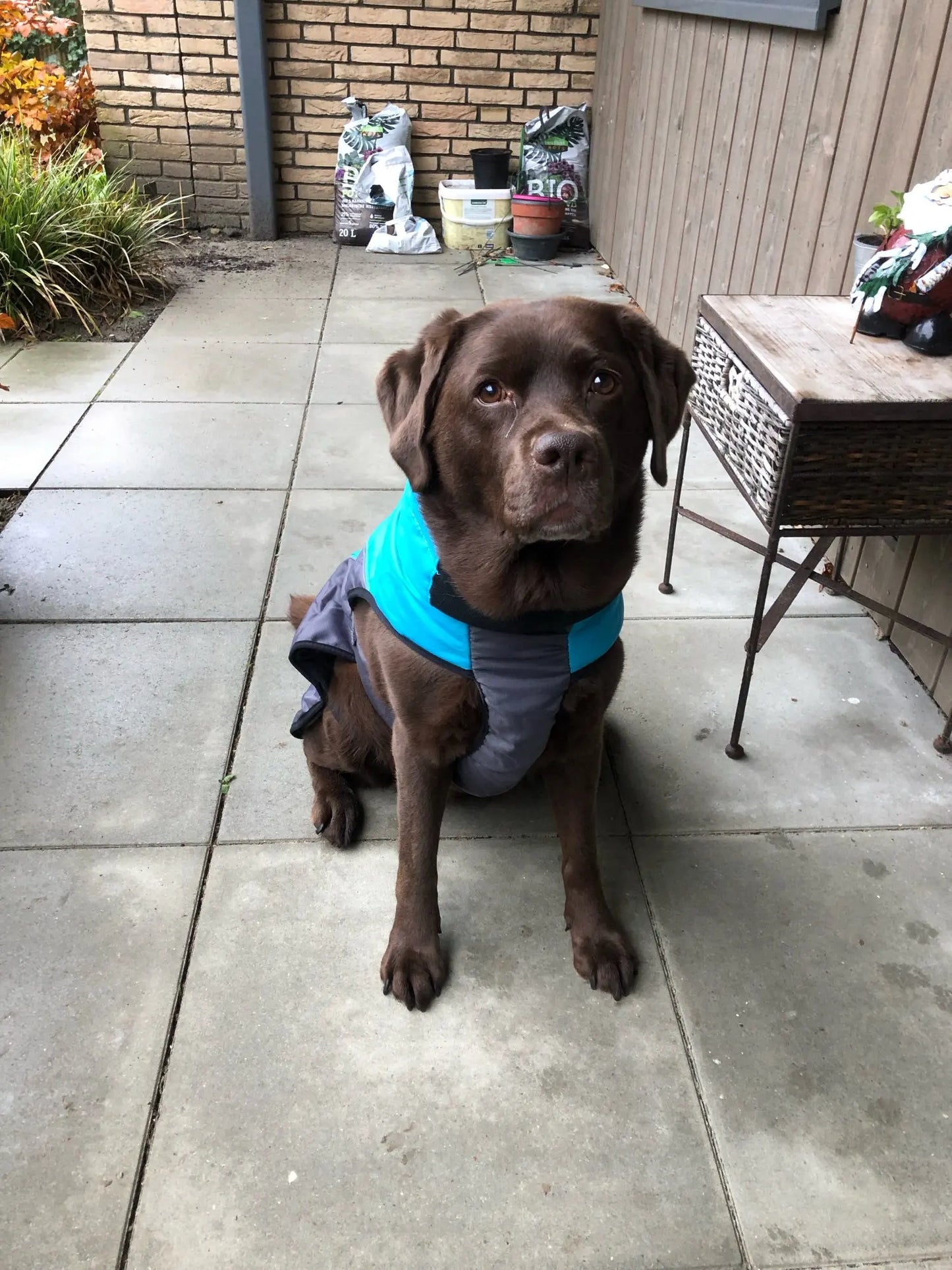 Waterproof Black Labrador Sweater