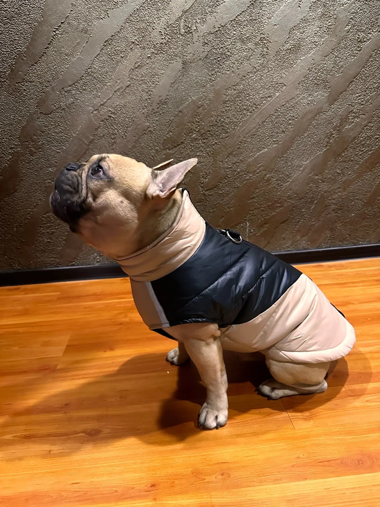 Frenchie Waterproof Winter Jacket