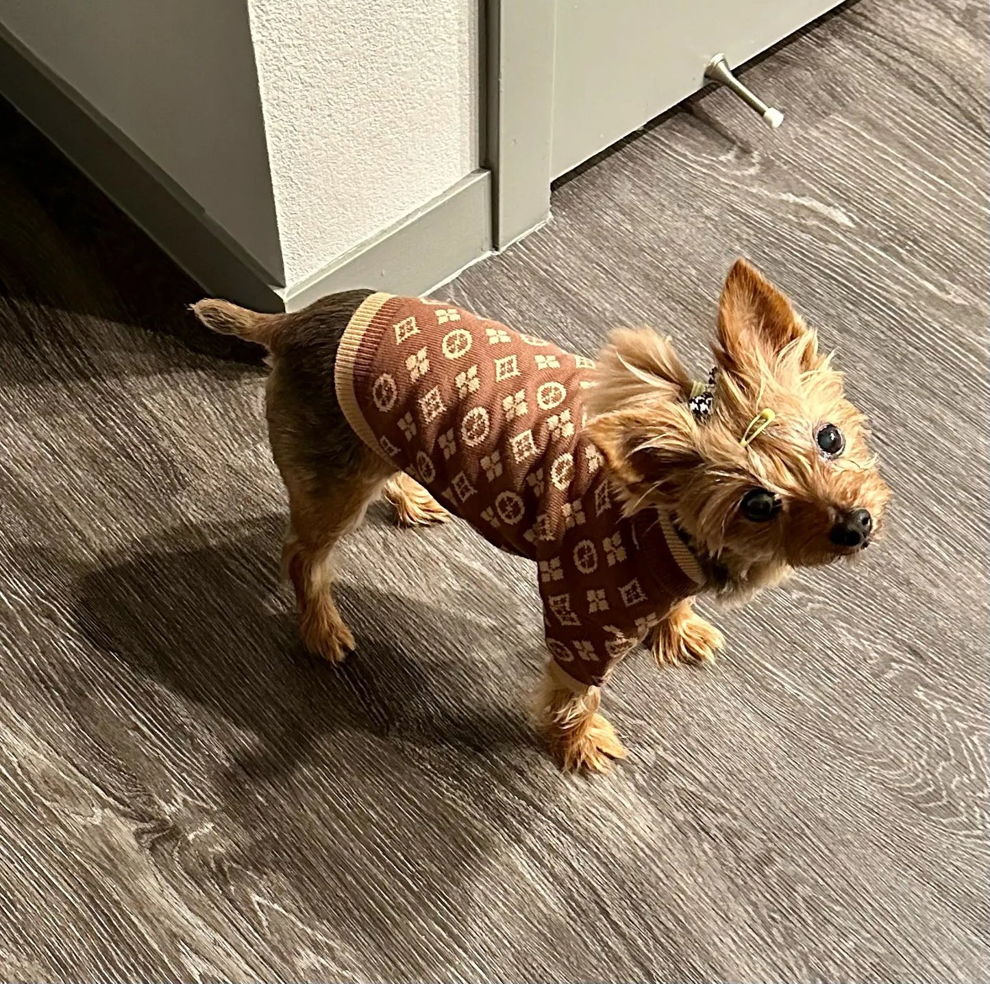 Autumn Winter Yorkie Designer Sweater