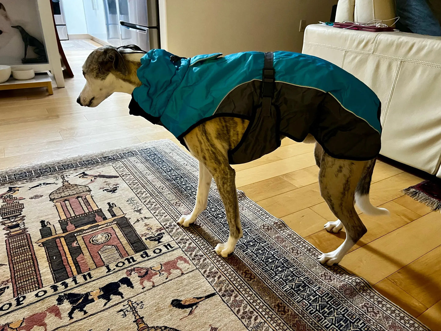 Winter Coat For Whippet