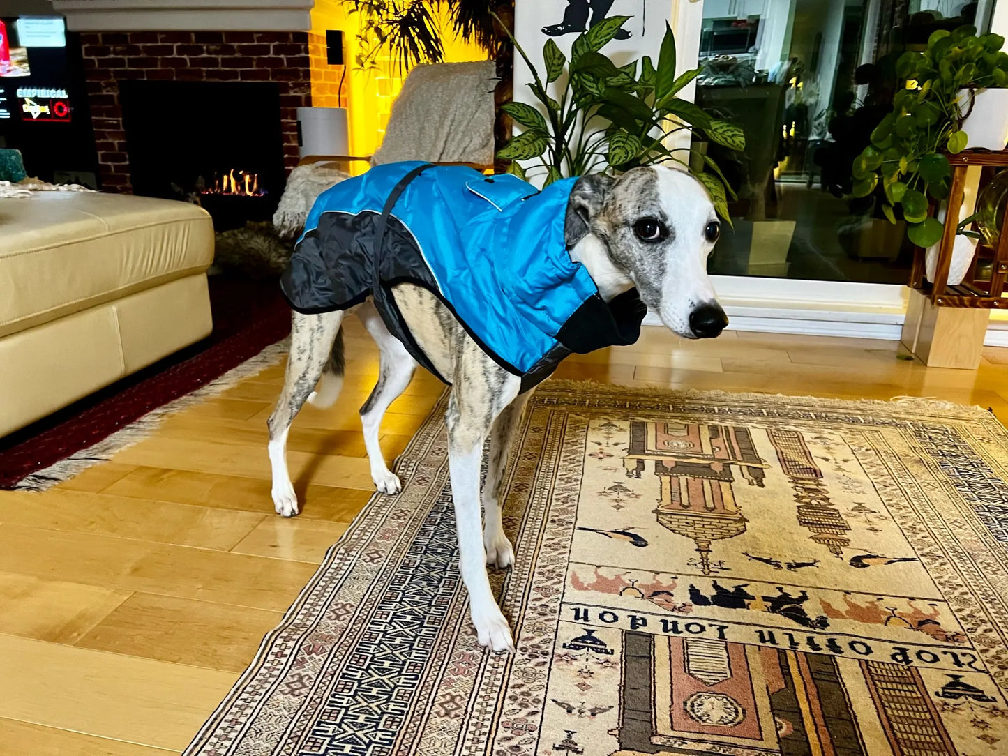 Winter Coat For Whippet