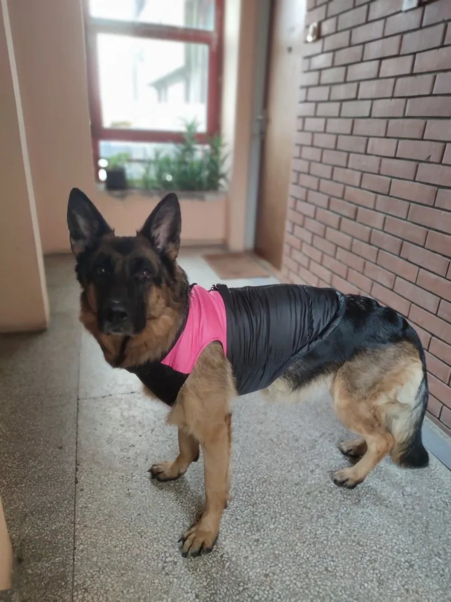 Dog Jackets For German Shepherd