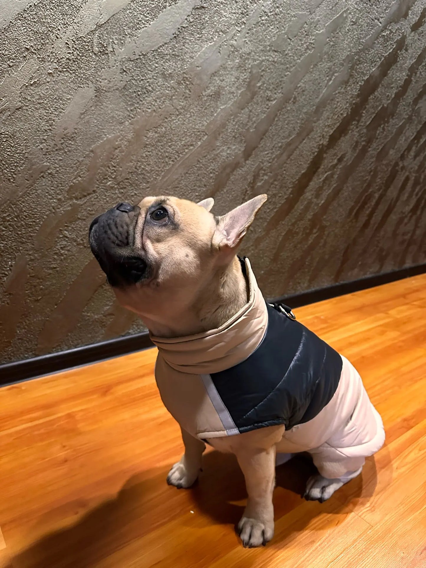 Frenchie Waterproof Winter Jacket