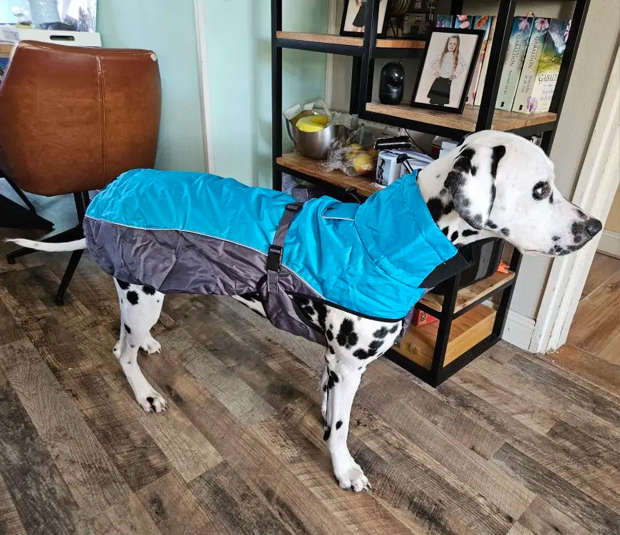 Dalmatian Sweater For Winter