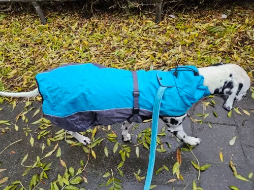 Dalmatian Sweater For Winter