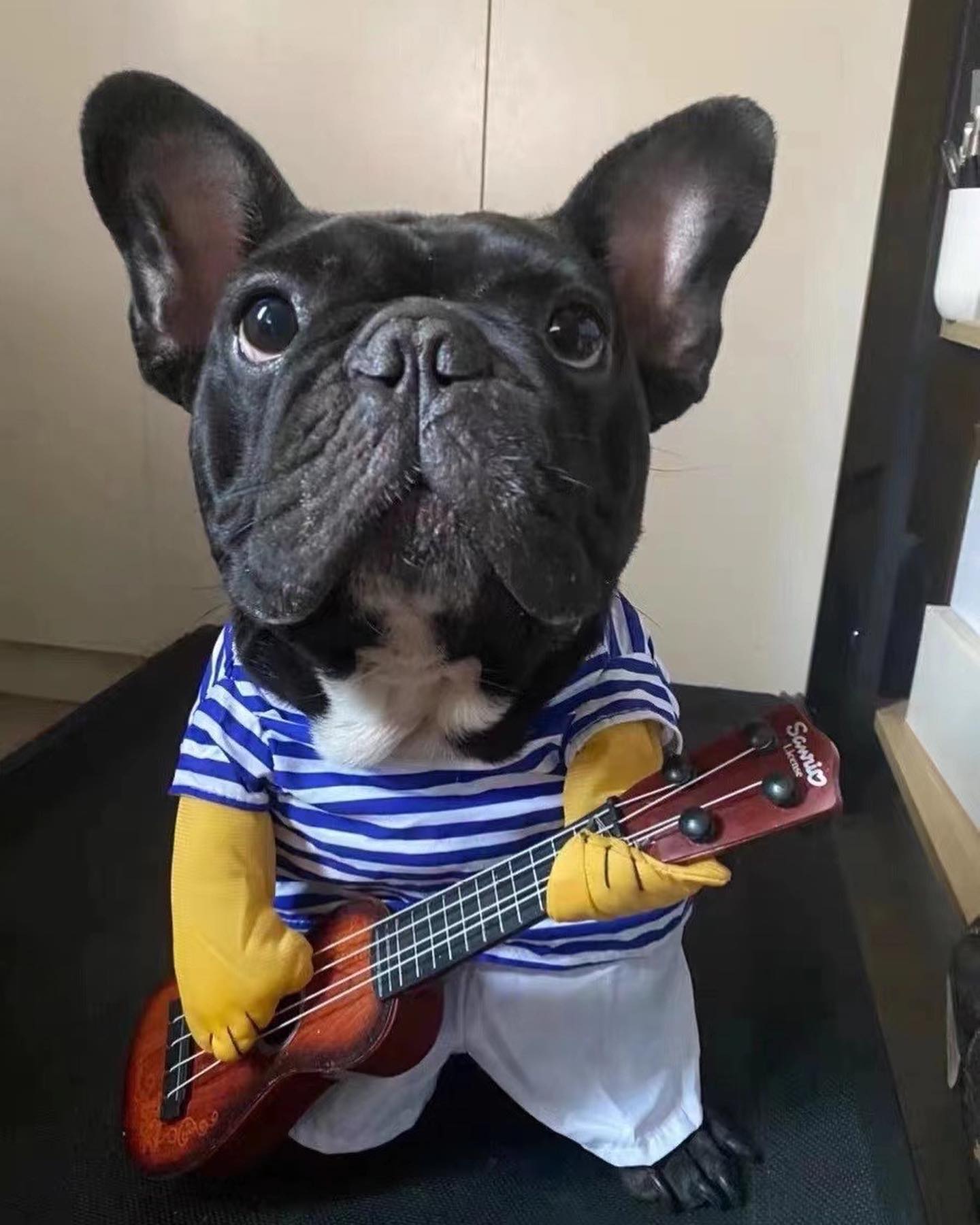 Guitarist Dog Halloween Costume