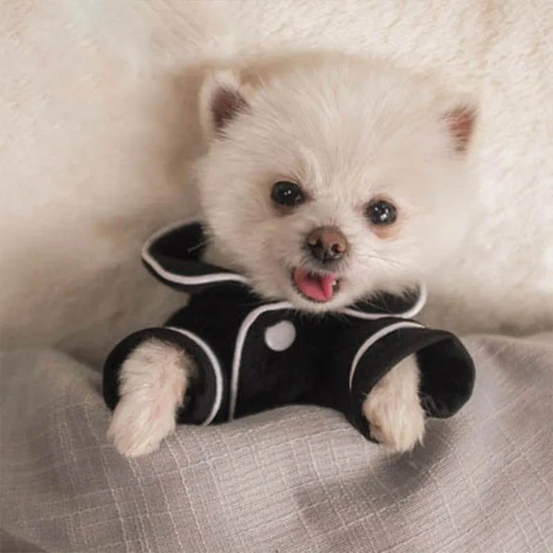 Pomeranian Cozy Fashion Outfit