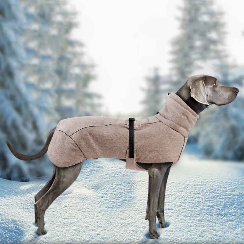 Weimaraner Warm Winter Outfits